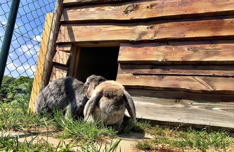 Fijne kinderboerderij
