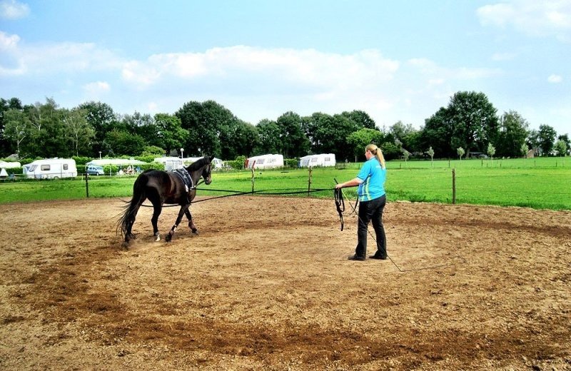 Paardenpension